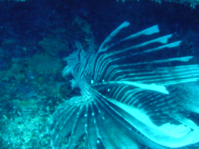 CK_lionfish_Dsc00052.jpg