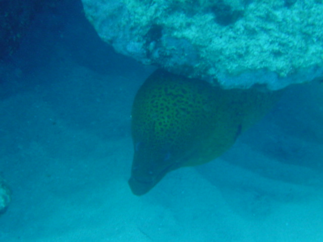 CK_moray_Dsc00096.jpg