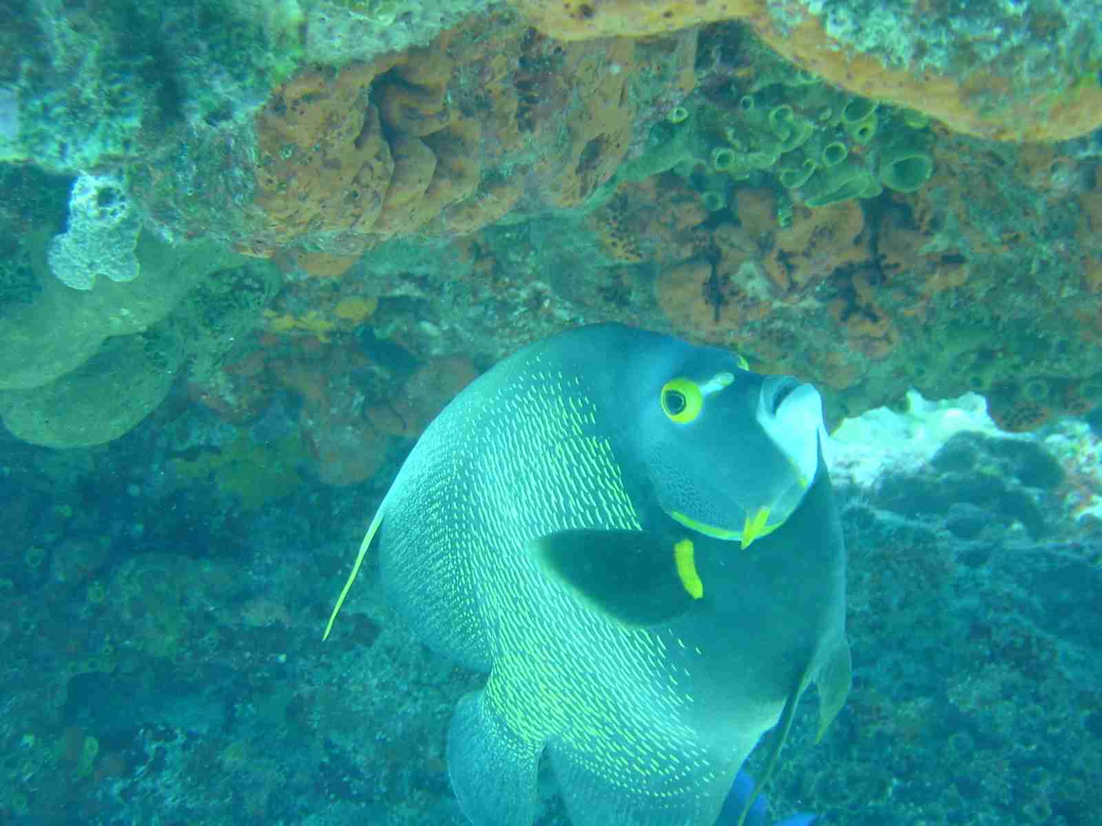 IMU_angelfish_Dsc00036.JPG