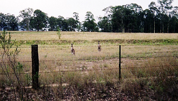 Australiensare